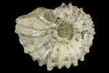 Bumpy Ammonite (Douvilleiceras) Fossil - Madagascar #115596-1